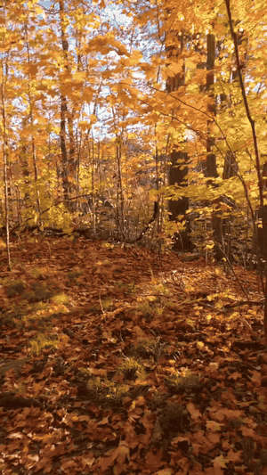 Walking a leaf-covered forest trail lined with bright orange and yellow fall trees under a blue sky.